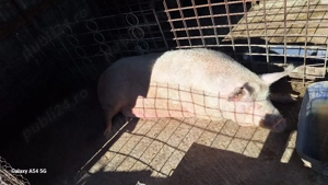 porc sacrificat  - imagine 2