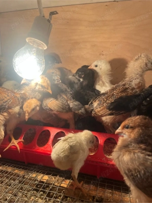 vand pui gaina de la gaini Curcubeu,fac oua verzi,albastre,oliver - imagine 5