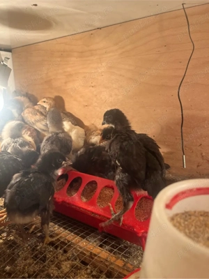 vand pui gaina de la gaini Curcubeu,fac oua verzi,albastre,oliver