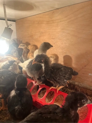 vand pui gaina de la gaini Curcubeu,fac oua verzi,albastre,oliver - imagine 2