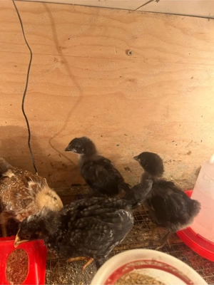 vand pui gaina de la gaini Curcubeu,fac oua verzi,albastre,oliver - imagine 3