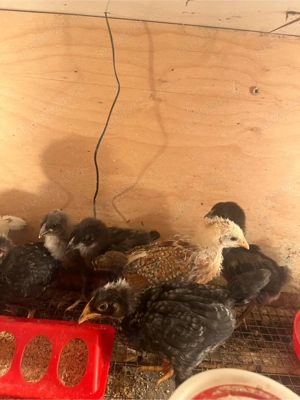 vand pui gaina de la gaini Curcubeu,fac oua verzi,albastre,oliver - imagine 4