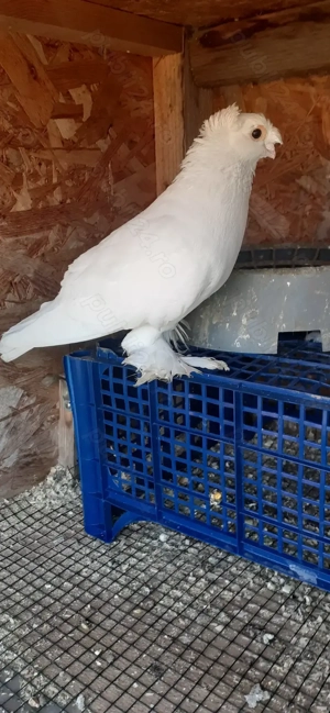 Jucatori de uzbekistan(uzbeci)