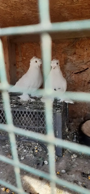 Jucatori de uzbekistan(uzbeci) - imagine 4