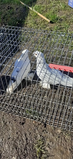 Jucatori de uzbekistan(uzbeci) - imagine 3