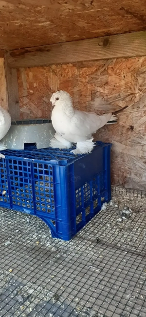 Jucatori de uzbekistan(uzbeci) - imagine 2