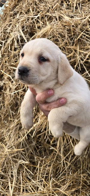 Pui labrador retrevier