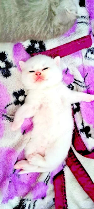 Brithis și scothis pufosi - imagine 2