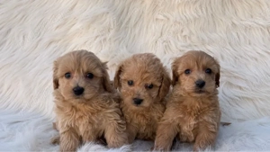 Maltipoo toy  - imagine 3