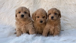 Maltipoo toy  - imagine 2