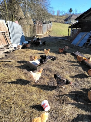 Vând cocoși și puicuțe de casă!  - imagine 4