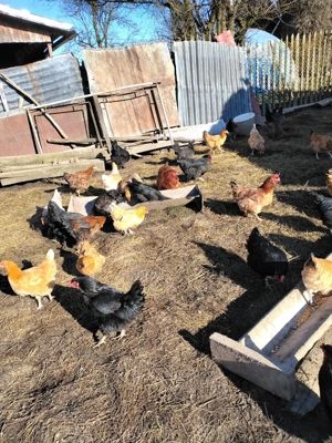 Vând cocoși și puicuțe de casă!  - imagine 5