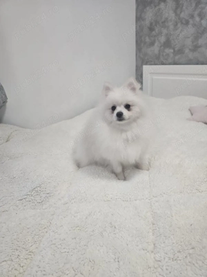 Pomeranian rasa pura alb fetita si baiat au 7 luni  - imagine 3