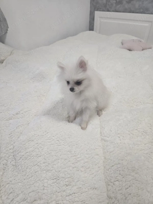 Pomeranian rasa pura alb fetita si baiat au 7 luni  - imagine 5