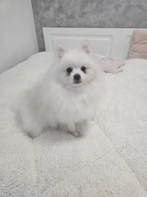 Pomeranian rasa pura alb fetita si baiat au 7 luni  - imagine 2