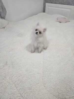 Pomeranian rasa pura alb fetita si baiat au 7 luni 