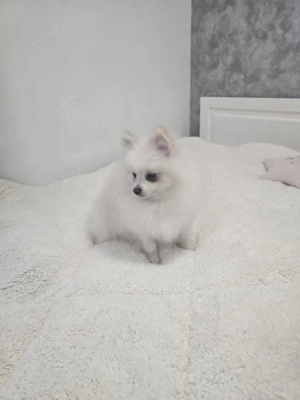 Pomeranian rasa pura alb fetita si baiat au 7 luni  - imagine 4