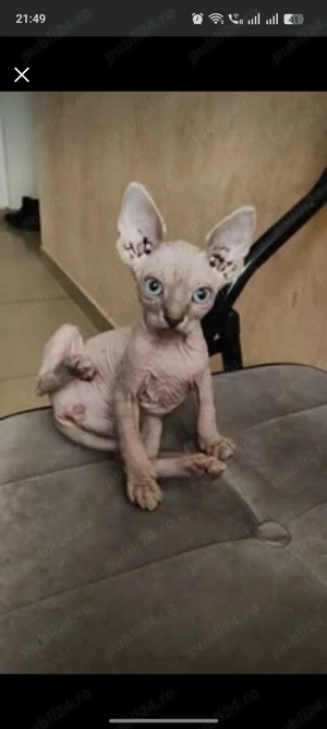 Sphinx Imperial Persan  - imagine 3