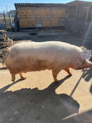 porc crescut in gospodărie  - imagine 2
