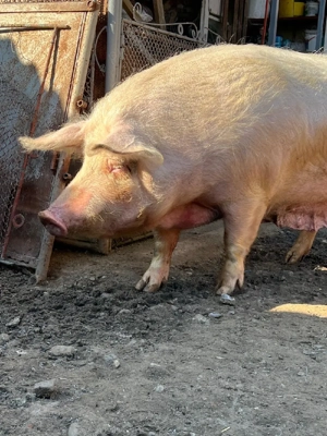 porc crescut in gospodărie  - imagine 3