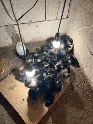 vand pui de gaina australorp 