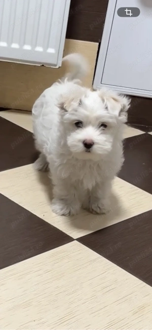 Bichon maltez mascul 