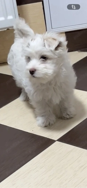 Bichon maltez mascul  - imagine 5