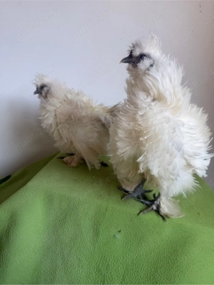 Pui matase japoneza zulufata - imagine 2