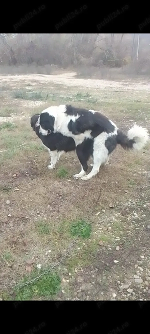 Catei de vanzare - imagine 3