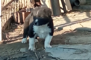 Catei de vanzare - imagine 2