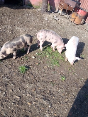 Grăsuni de vânzare 4 luni