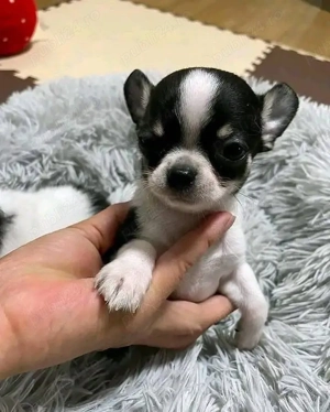 Căței Chihuahua  - imagine 4