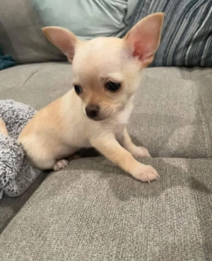 Căței Chihuahua  - imagine 3