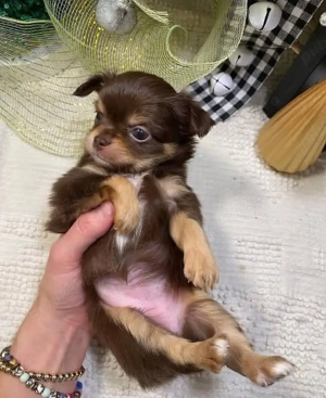 Căței Chihuahua  - imagine 2