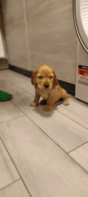 Cocker Spaniel   Max își caută familie iubitoare!   