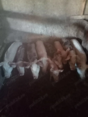 vand purcei si soldani - imagine 2