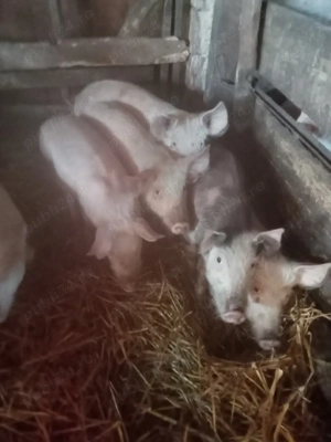 vand purcei si soldani - imagine 3