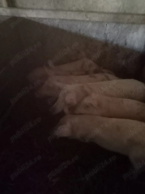 vand purcei si soldani