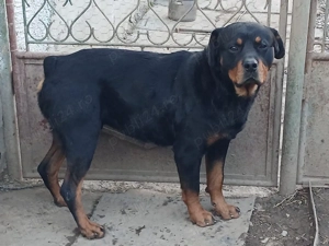 vând pereche de rottweileri  - imagine 2