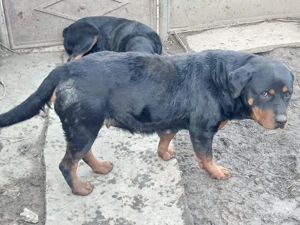 vând pereche de rottweileri  - imagine 3