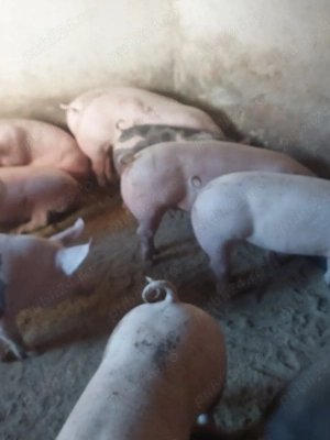vând purcei,soldani, porci, diferite mărimi  - imagine 2