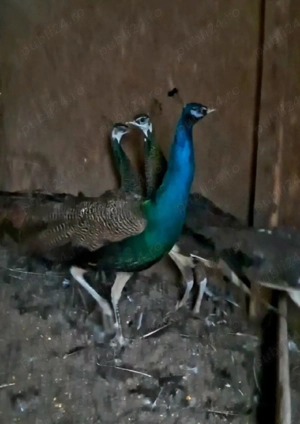 pauni standard  - imagine 4