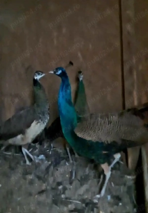 pauni standard  - imagine 3