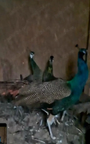 pauni standard  - imagine 2