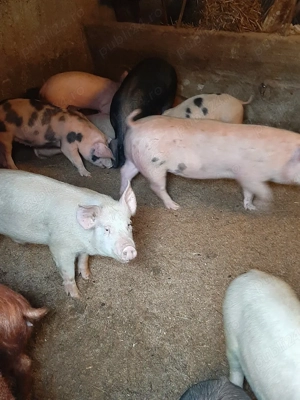 vând soldani de carne diferite mărimi si rase 