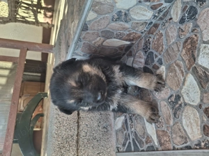 Vand pui ciobanesc german