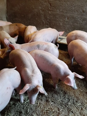 vând soldani de carne diferite mărimi si rase  - imagine 4