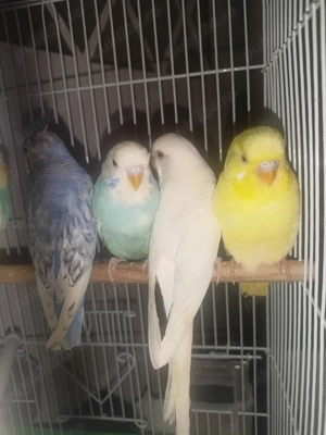 Papagali peruși București  - imagine 4