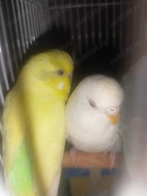 Papagali peruși București  - imagine 2