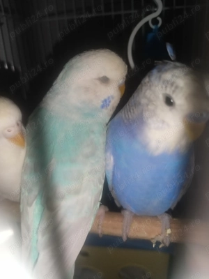 Papagali peruși București  - imagine 3